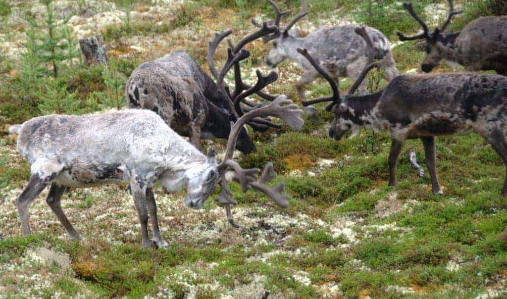 Little natural food for reindeer“/></a></div><div data-s3cid=