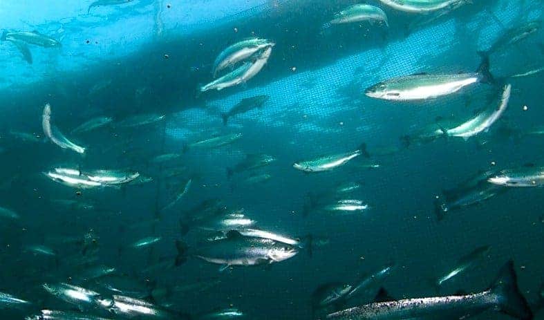 The Norwegian Environmental Protection Association reports yet another escape of farmed salmon“/></a></div><div data-s3cid=