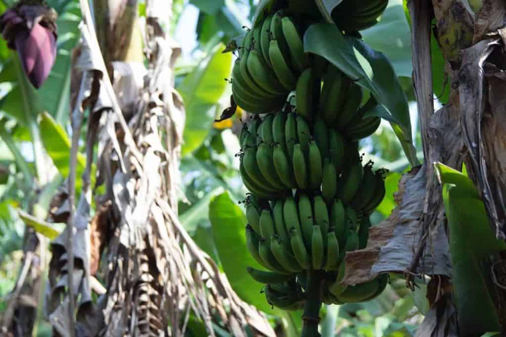 GMO mot banan pest