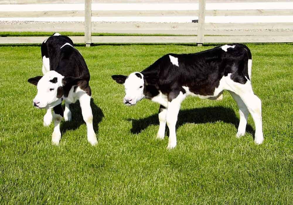 Gene-edited calves had antibiotic-resistant genes inserted“/></a></div><div data-s3cid=