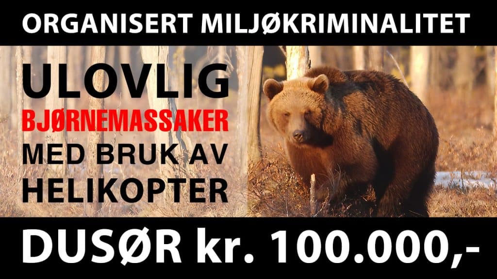 Bjørnemassakre sjokkerer Miljøvernforbundet – utlover kr 100.000,- i dusør