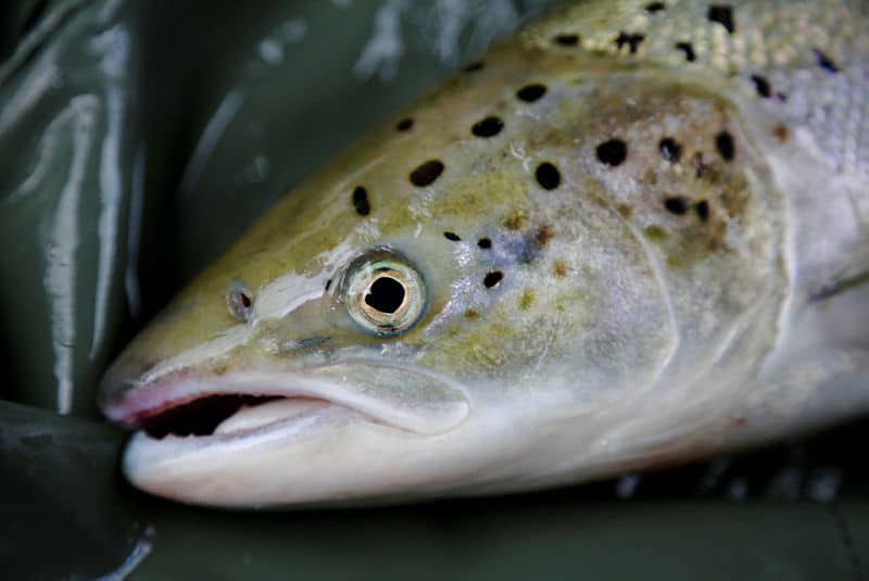 NMF's consultation response regarding the new control strategy for the salmon disease ILA“/></a></div><div data-s3cid=