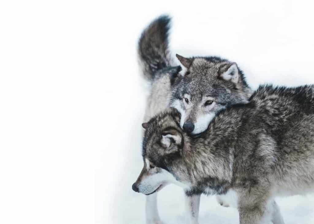 Is the wolf population in Norway subject to actual nature management or a deliberate strategy for eradication?“/></a></div><div data-s3cid=