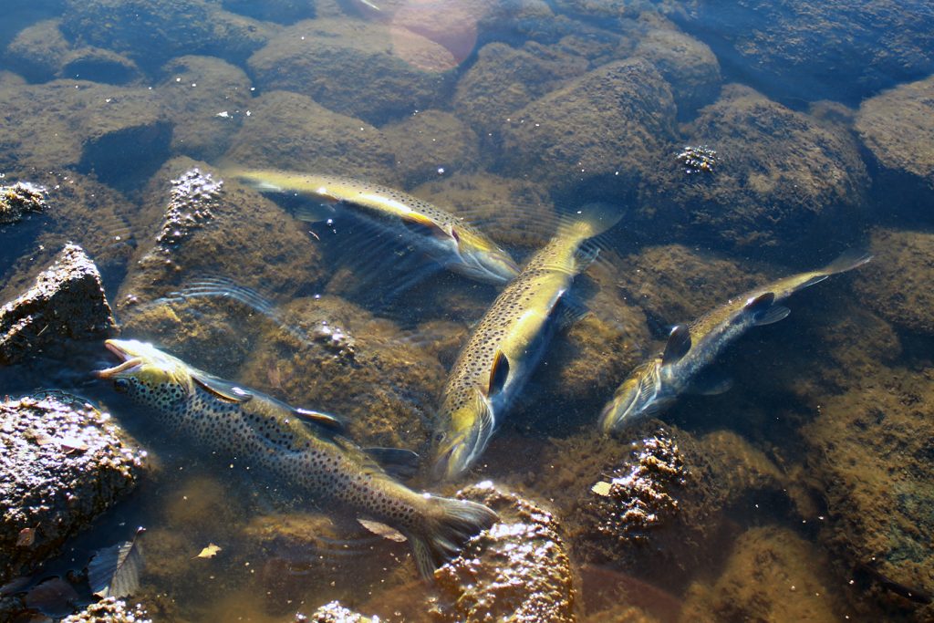 Norges Miljøvernforbund reagerer sterkt på søknad om utrydding av fisk i 4 vassdrag med gift. 8