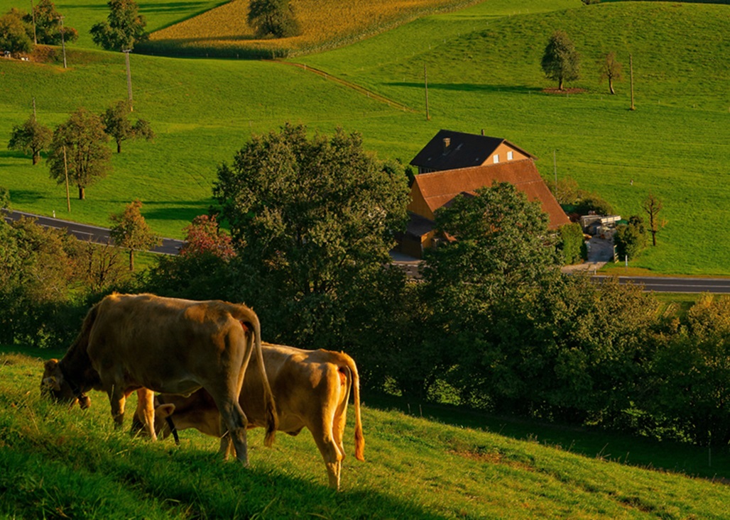 Bovaer i Norsk landbruk: Klimaløsning eller trussel? 2