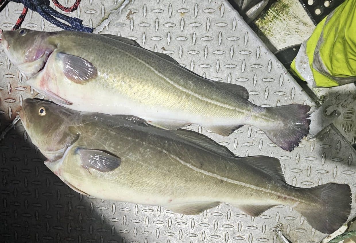 NMF anmelder nok engang rømming av torsk 1