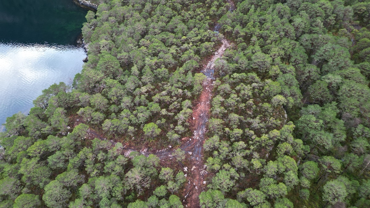 Ulovlig skogsvei og hogst av 200–300 år gamle trær i planområdet, høsten 2024.