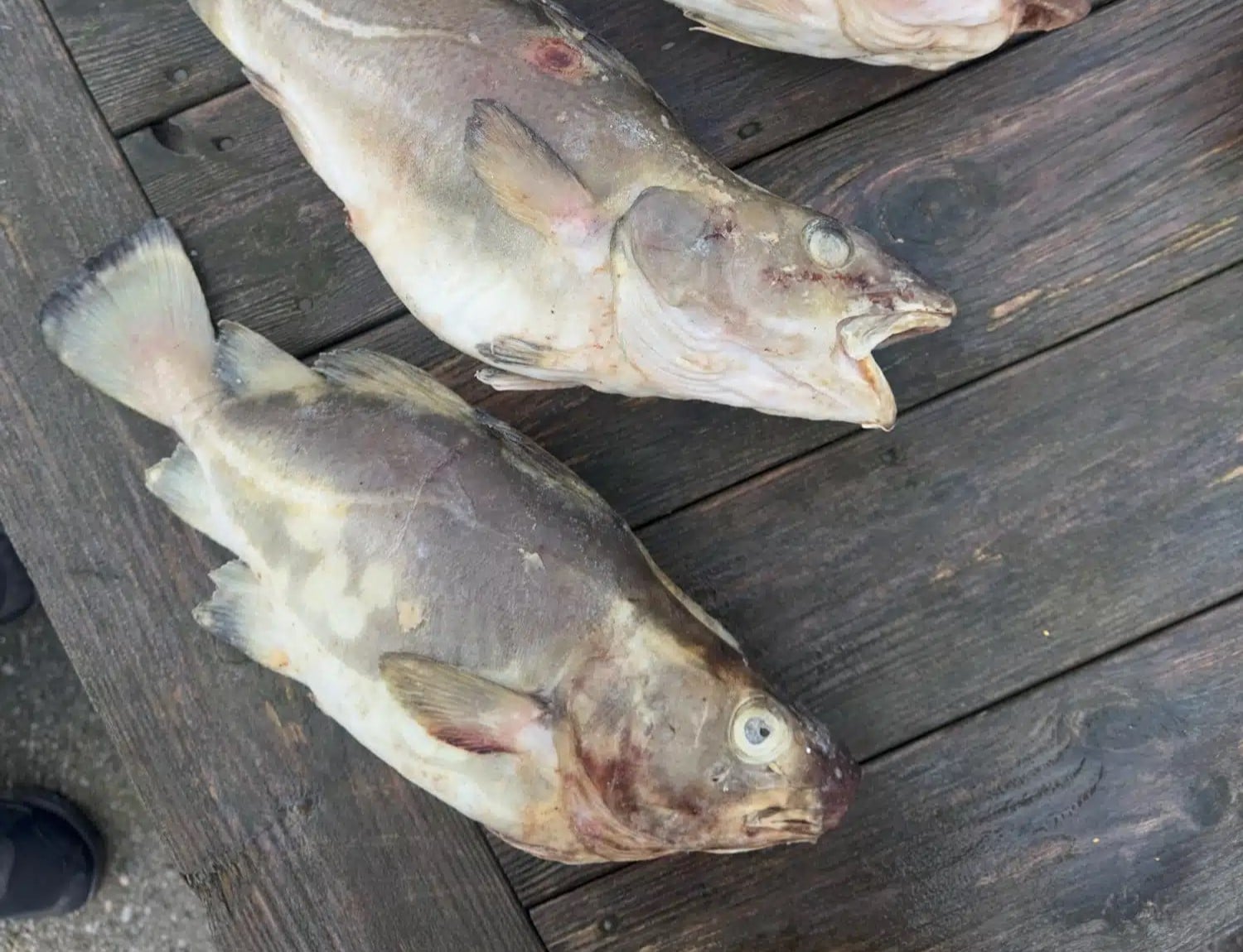 Dronefoto av Oppdrettsanlegg