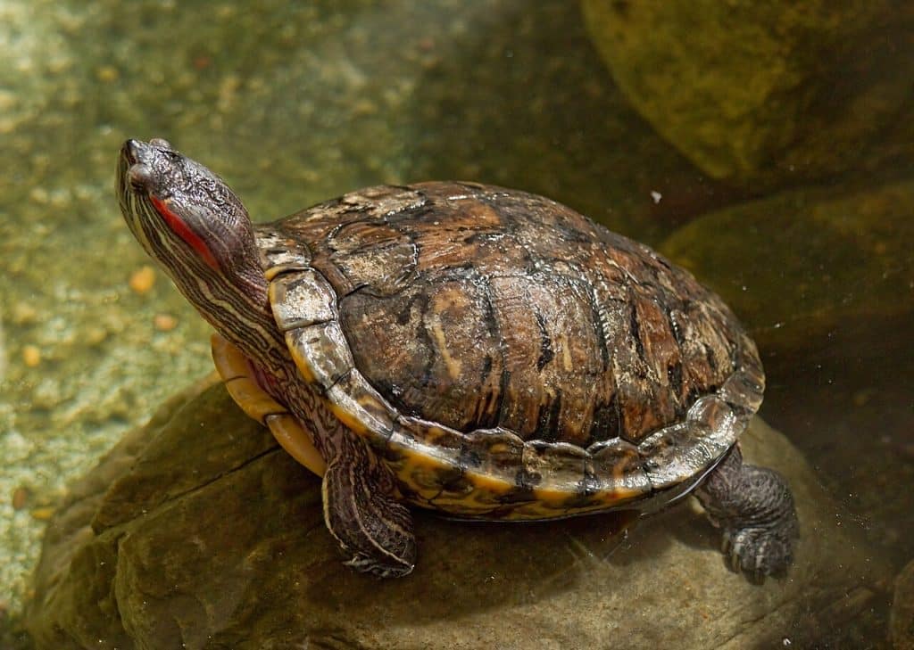 Dusør på rødøreterrapin: Fremmede arter truer norsk natur 1